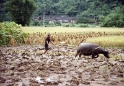 peasant ploughing with water buffalo, Guilin China